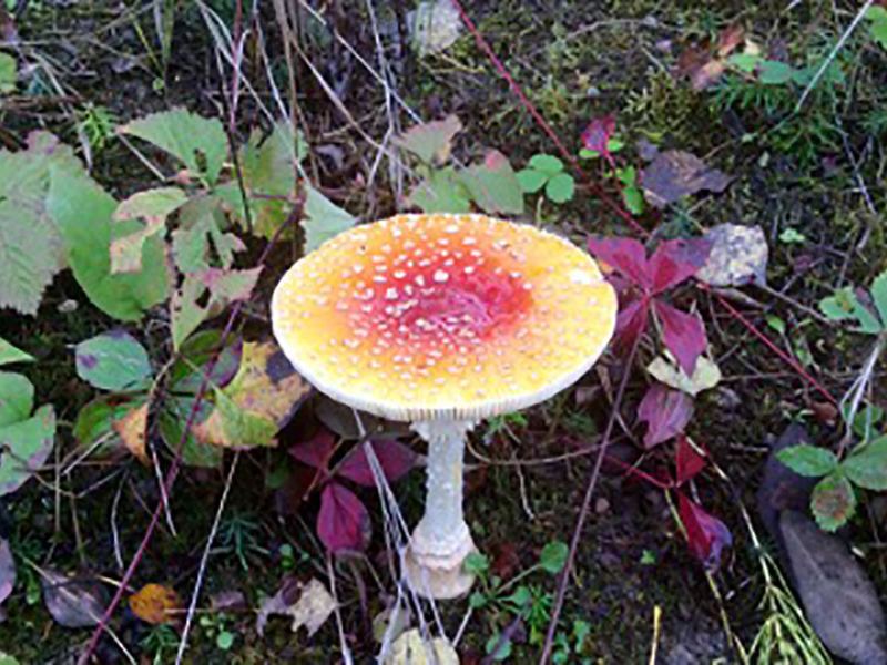 Mushroom Picking Northwest Ontario